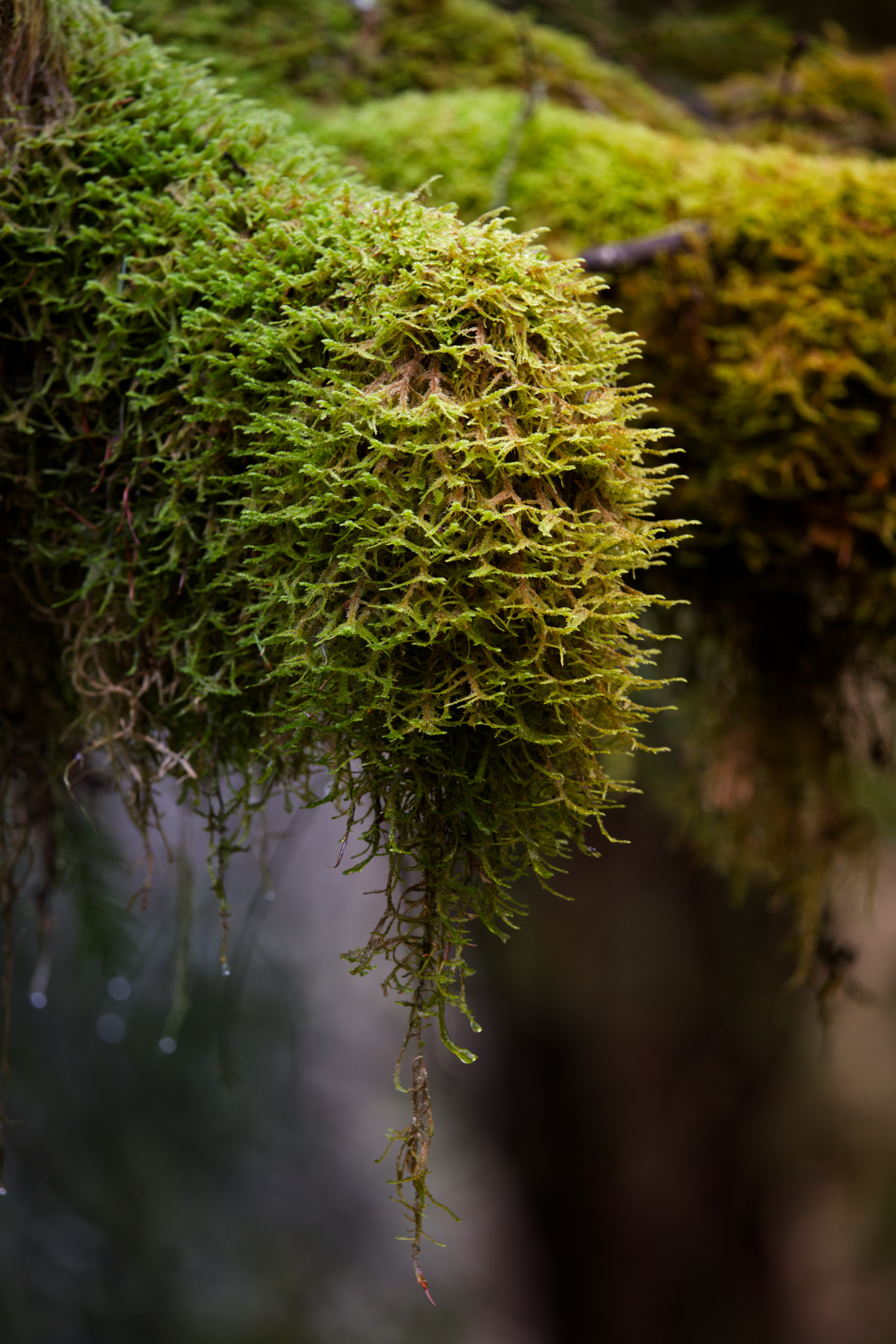 Macro of cascading moss hanging from a forest branch