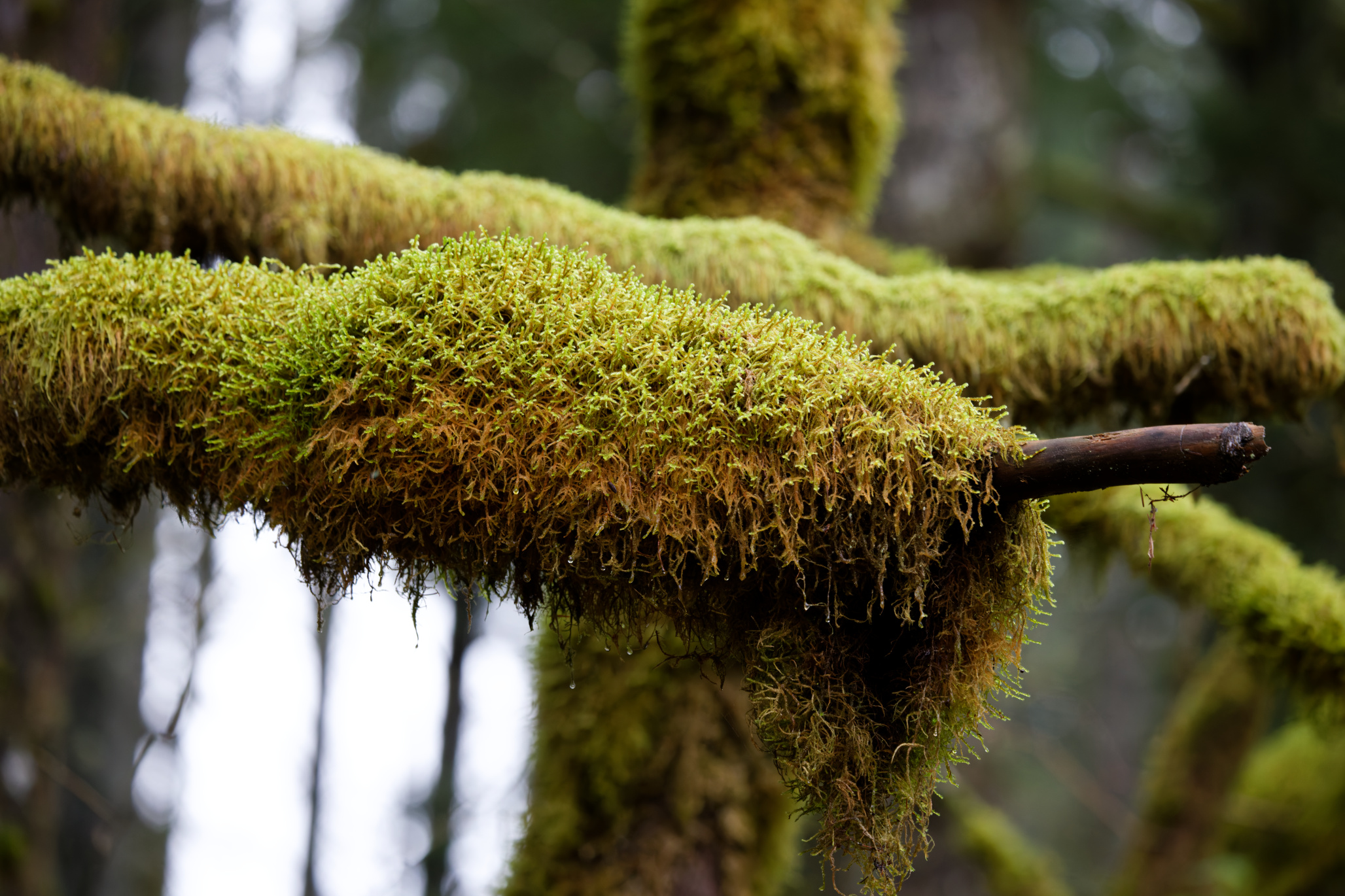 Moss-draped branch stretching across a misty forest