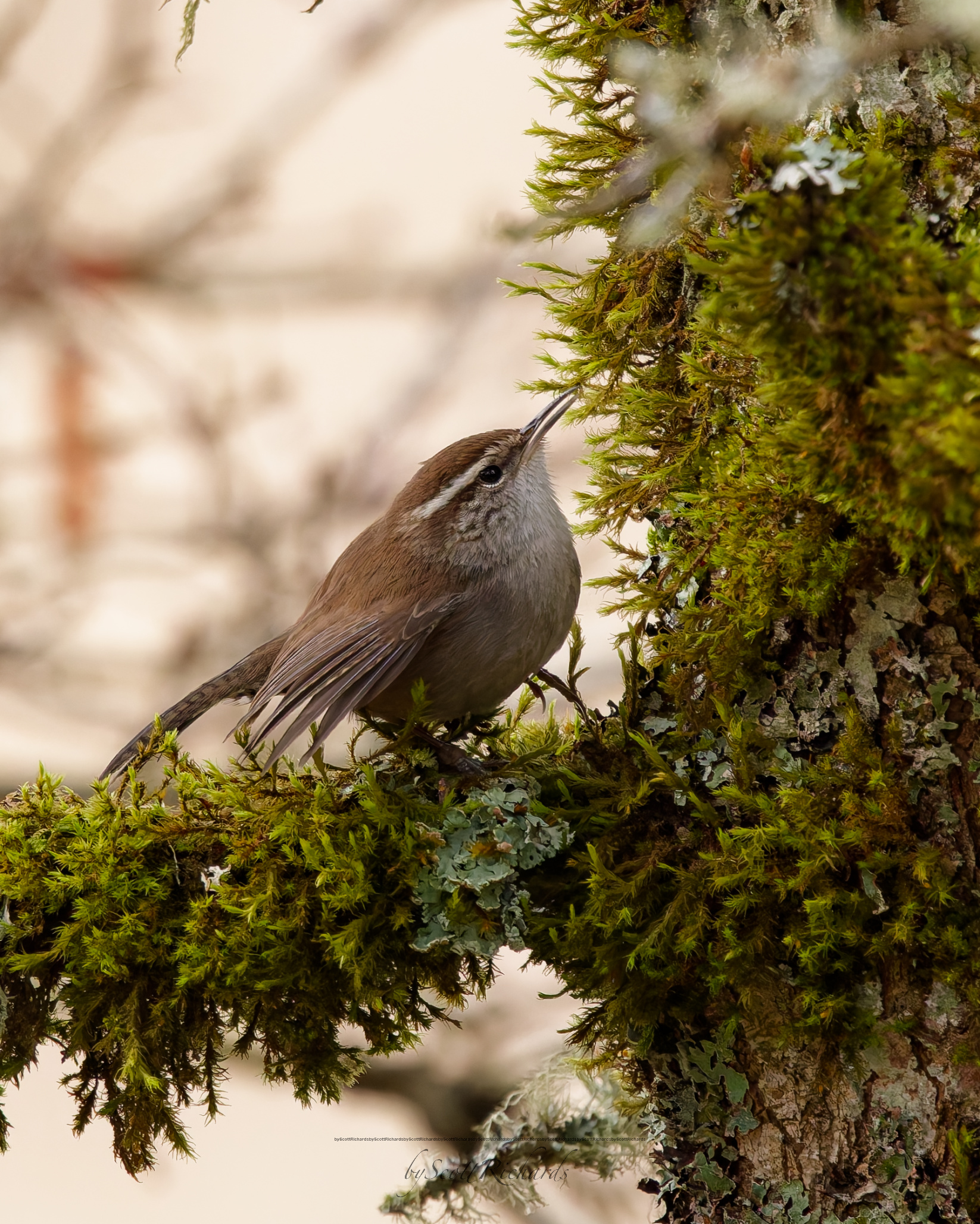 Wren perched on a moss-covered branch
