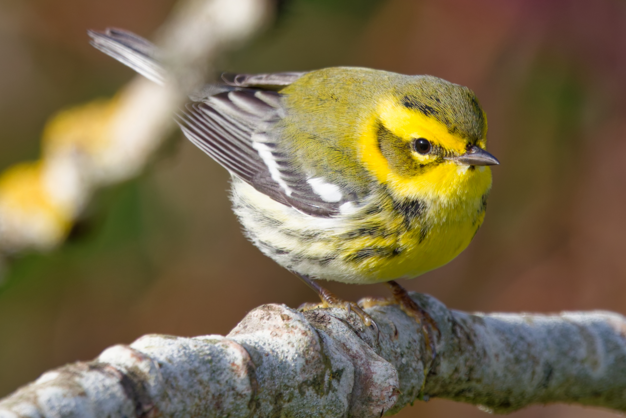 Townsend's Warbler perched on a lichen-covered branch