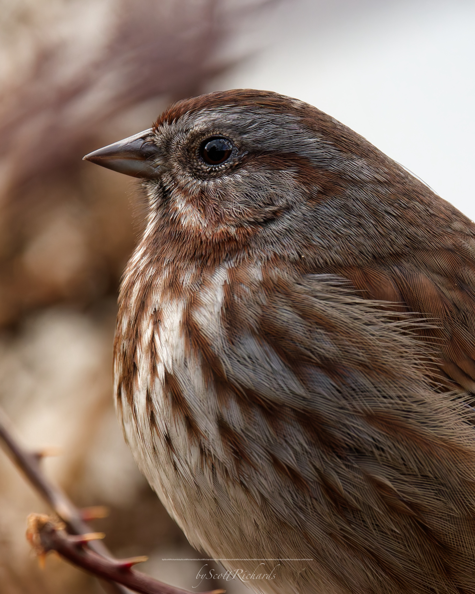 Song sparrow close-up portrait