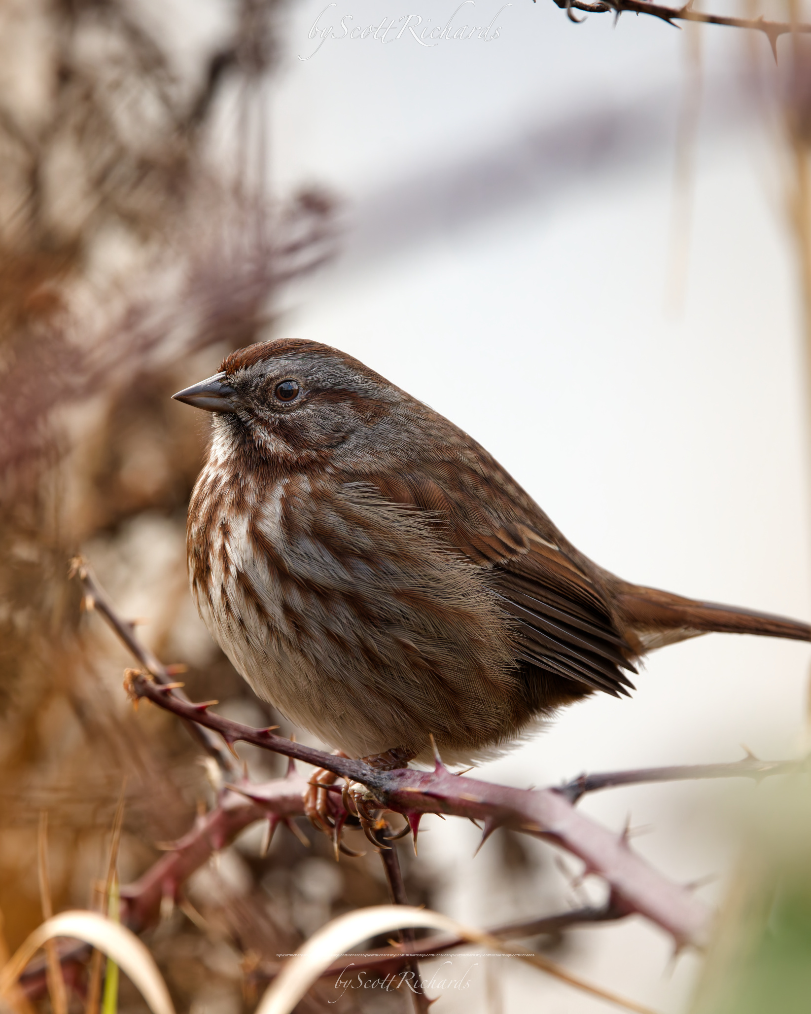 Song sparrow perched on thorny branch
