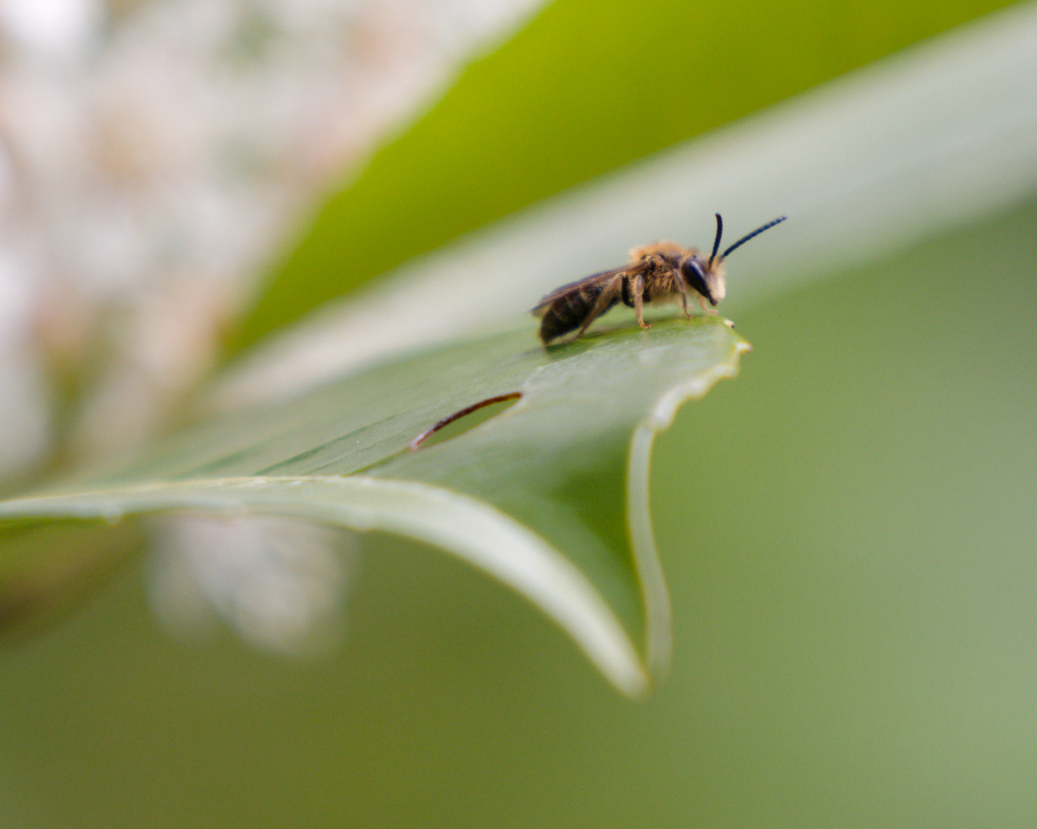 Tiny solitary bee perched on the tip of a leaf