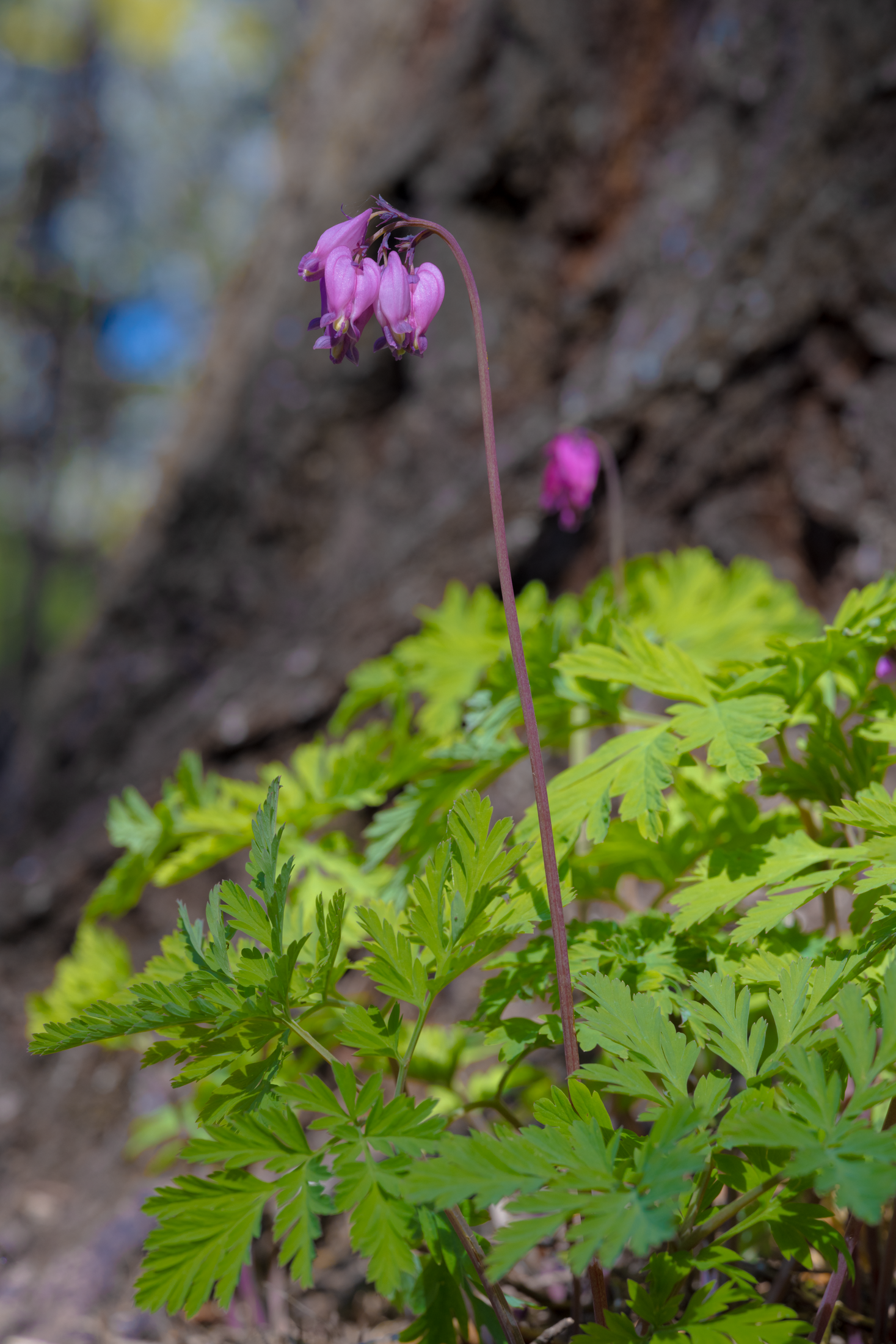 Wild bleeding heart flower rising from forest understory
