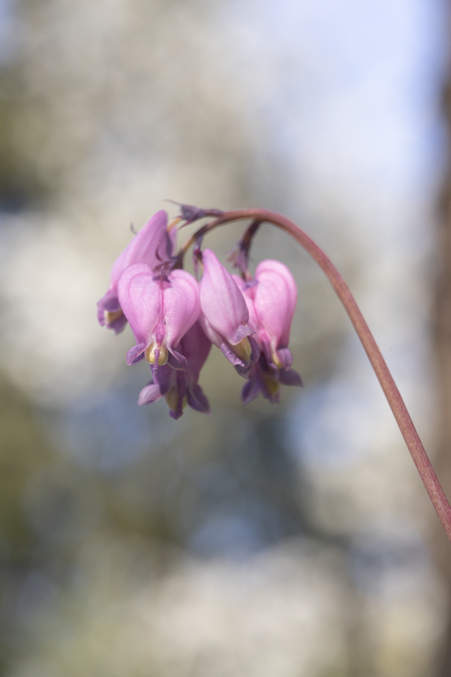 Close-up of bleeding heart blossoms in soft light