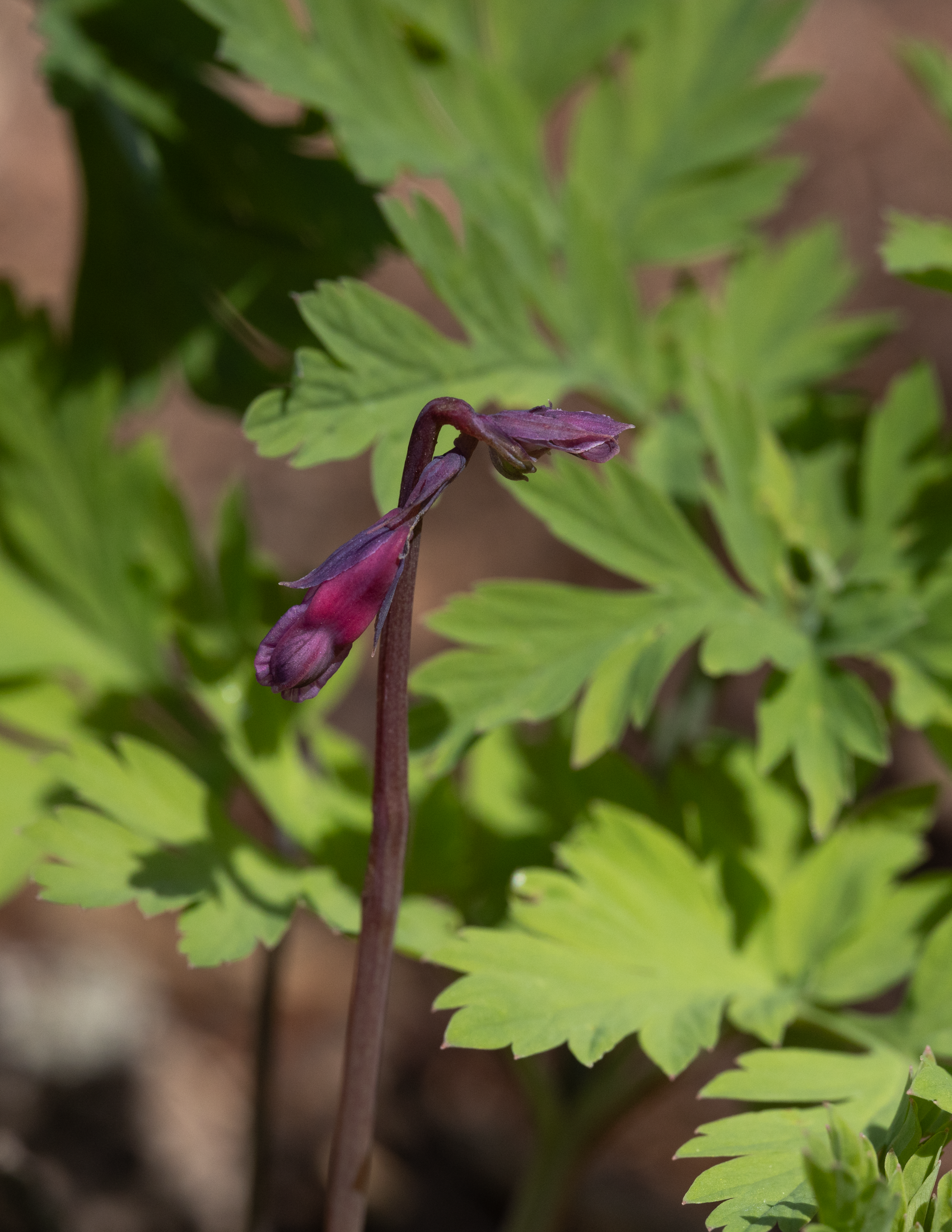 Deep red bleeding heart bud just emerging from foliage