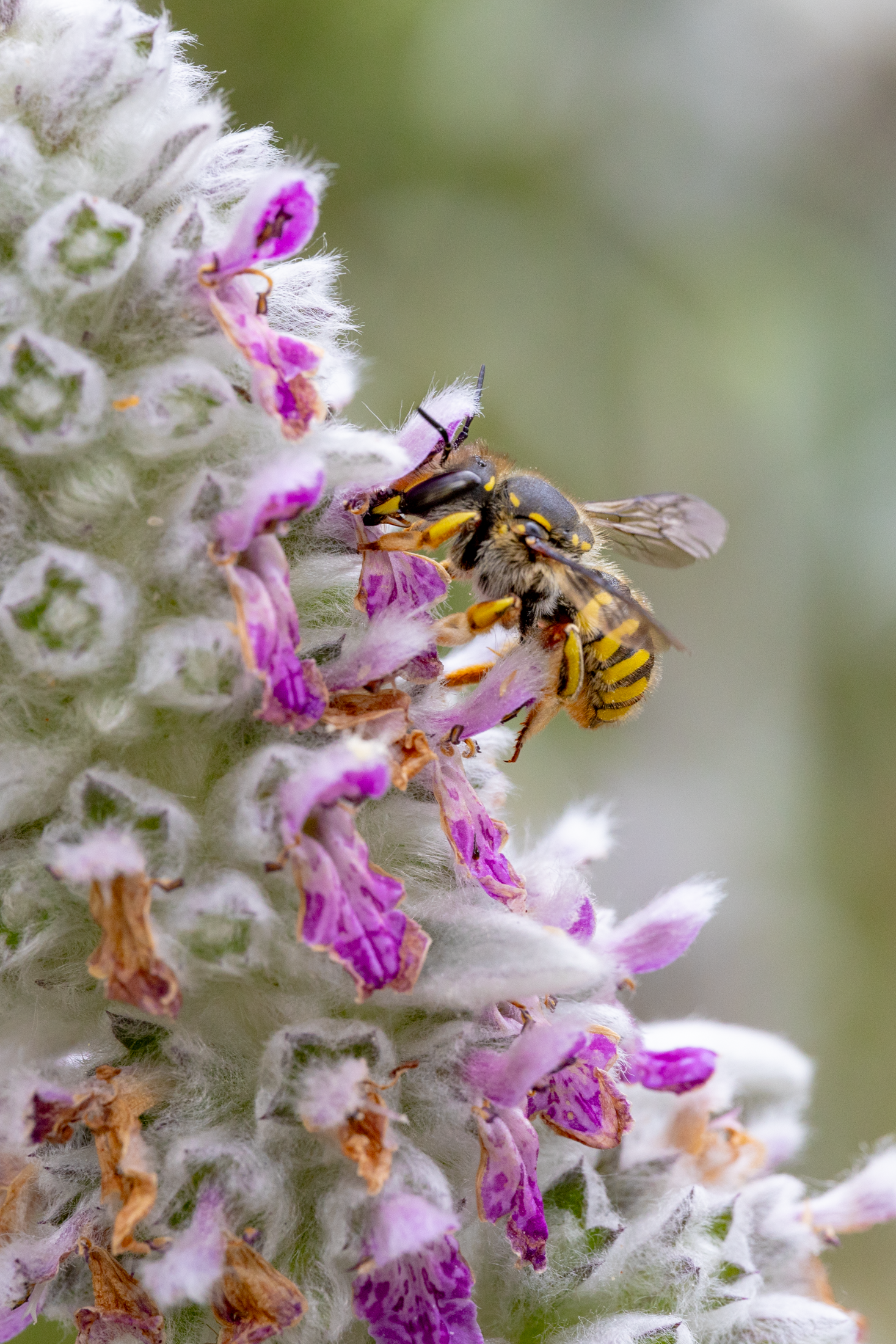 Wool carder bee foraging on a woolly purple flower