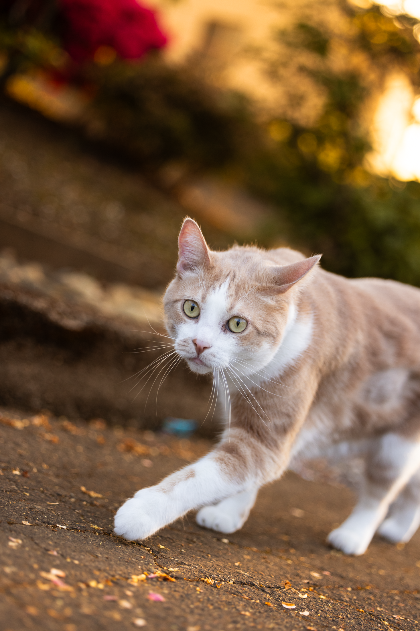 Ginger cat prowling in warm golden afternoon light
