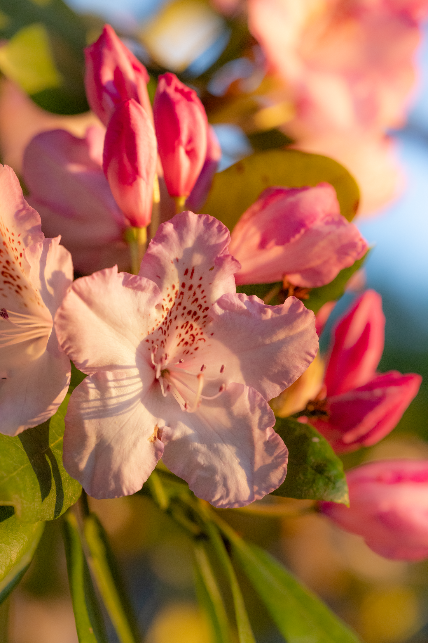Rhododendron blooms glowing in golden light