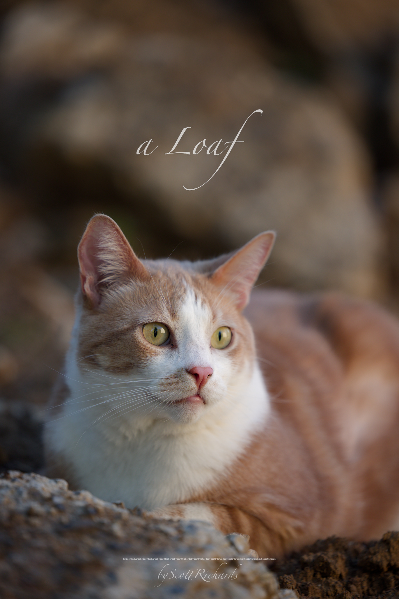 Cat lounging on stone in warm light