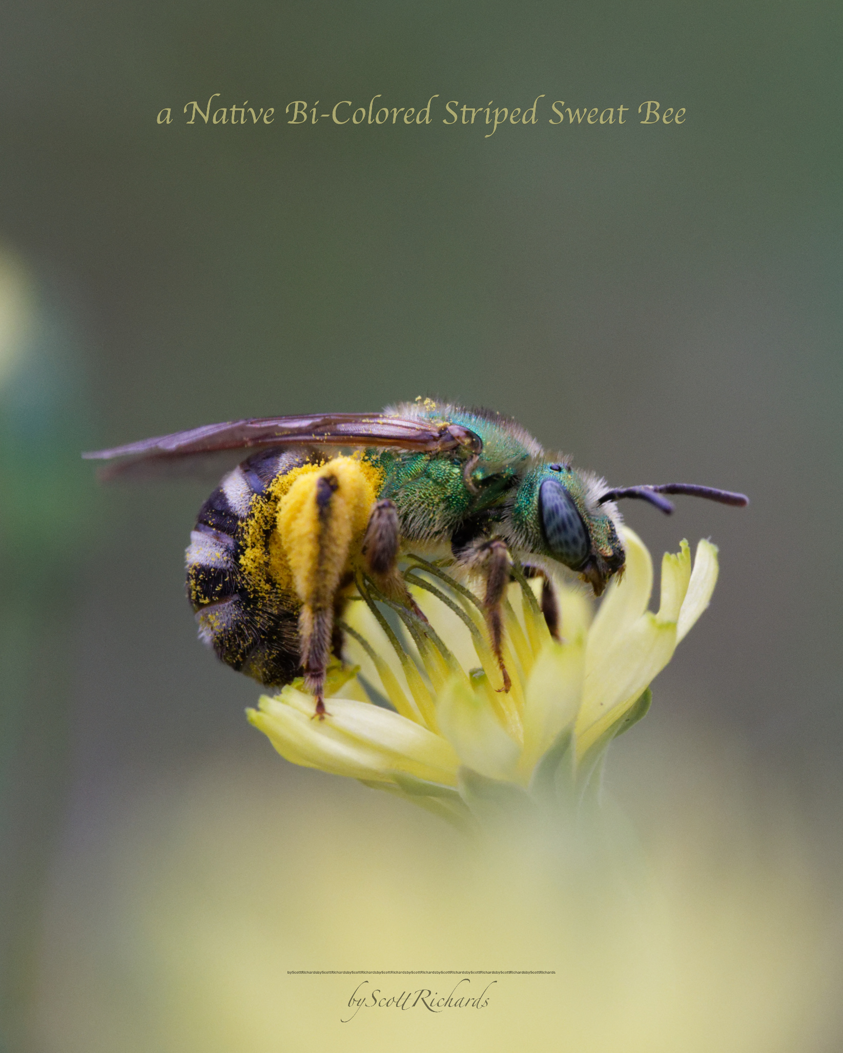 Native bi-colored striped sweat bee on a yellow bloom