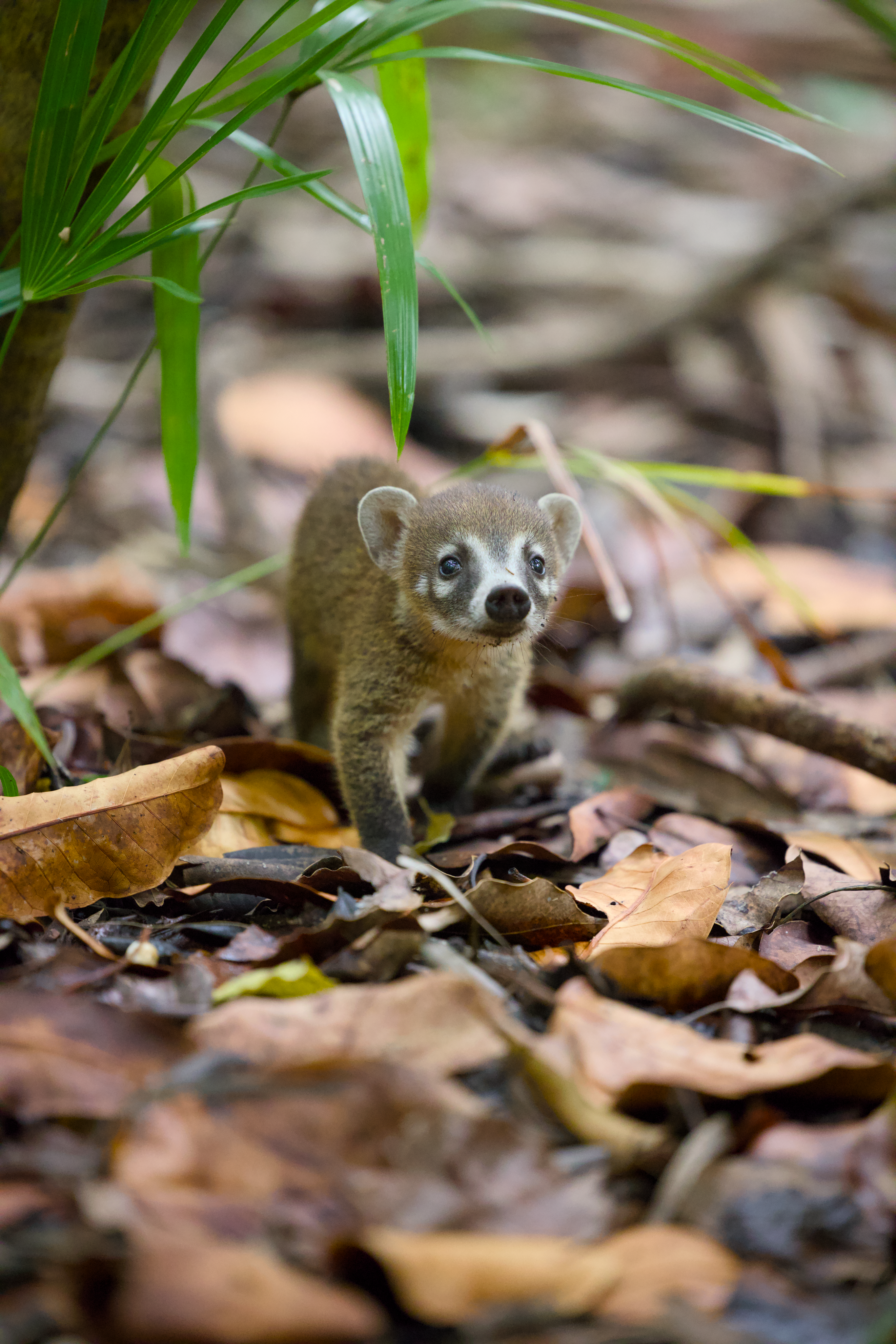 Baby coati foraging among fallen leaves in dappled light
