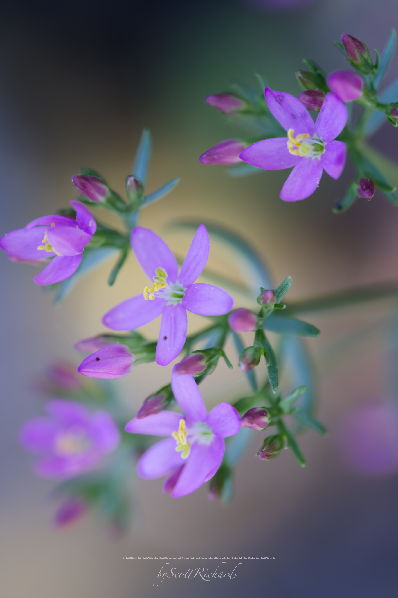 Purple wildflowers in soft bokeh