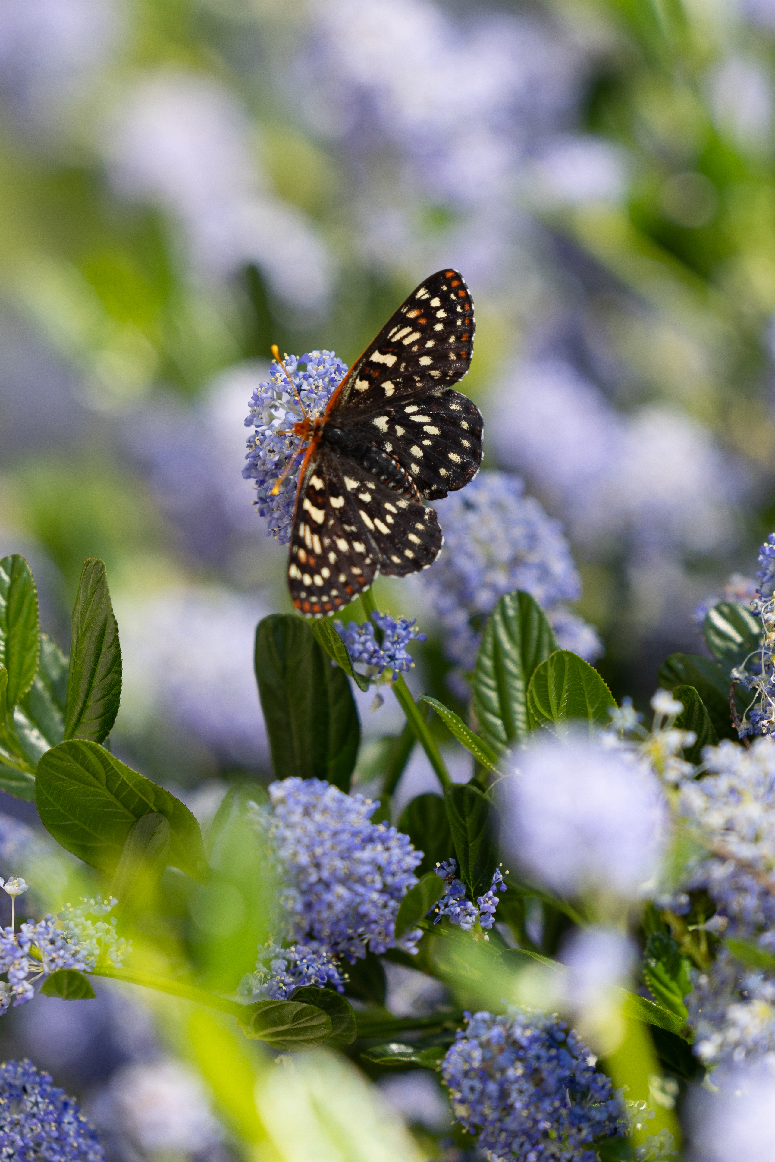 Checkered butterfly resting on blue ceanothus blossoms