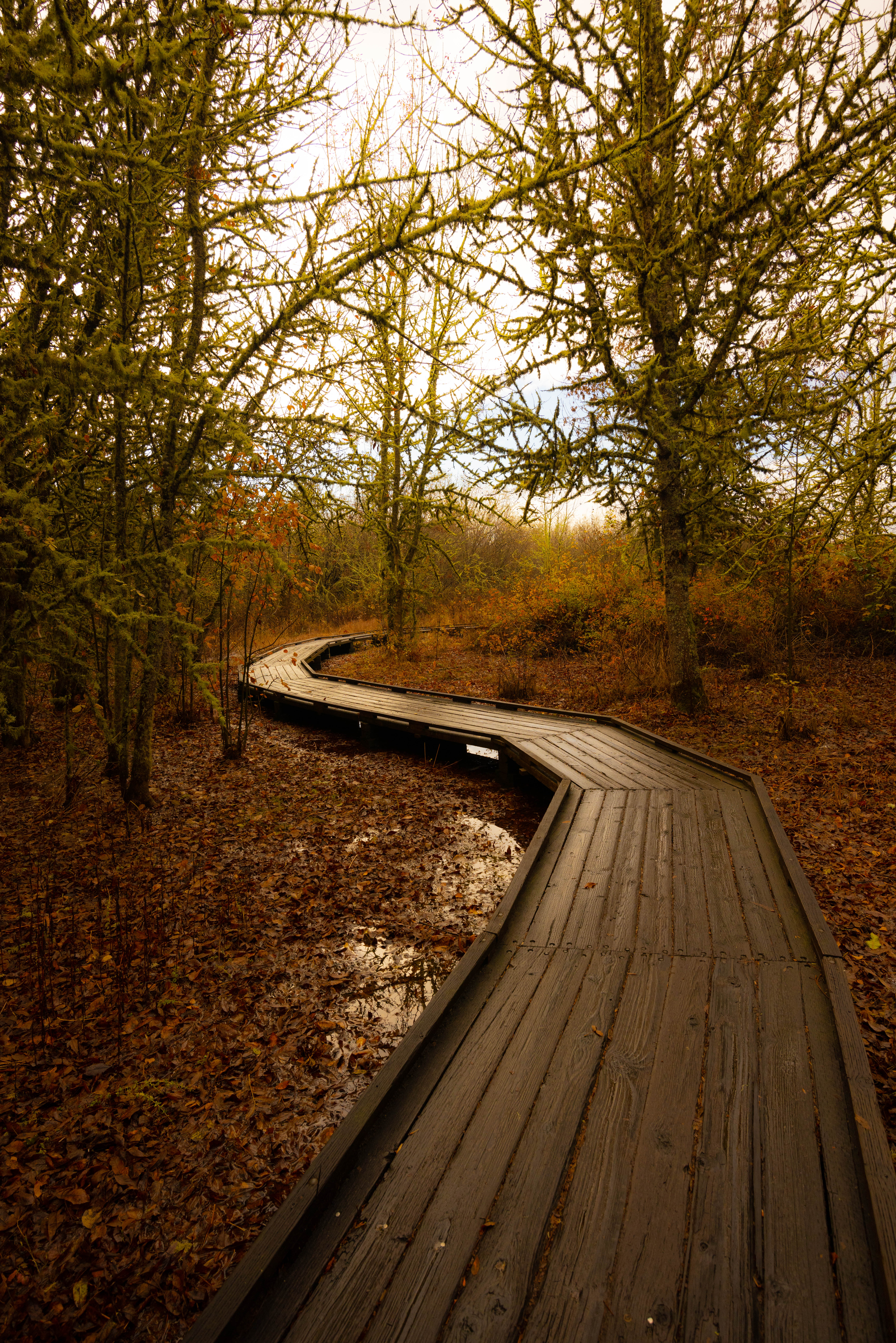 Winding wooden boardwalk through autumn wetlands at Jackson-Frazier