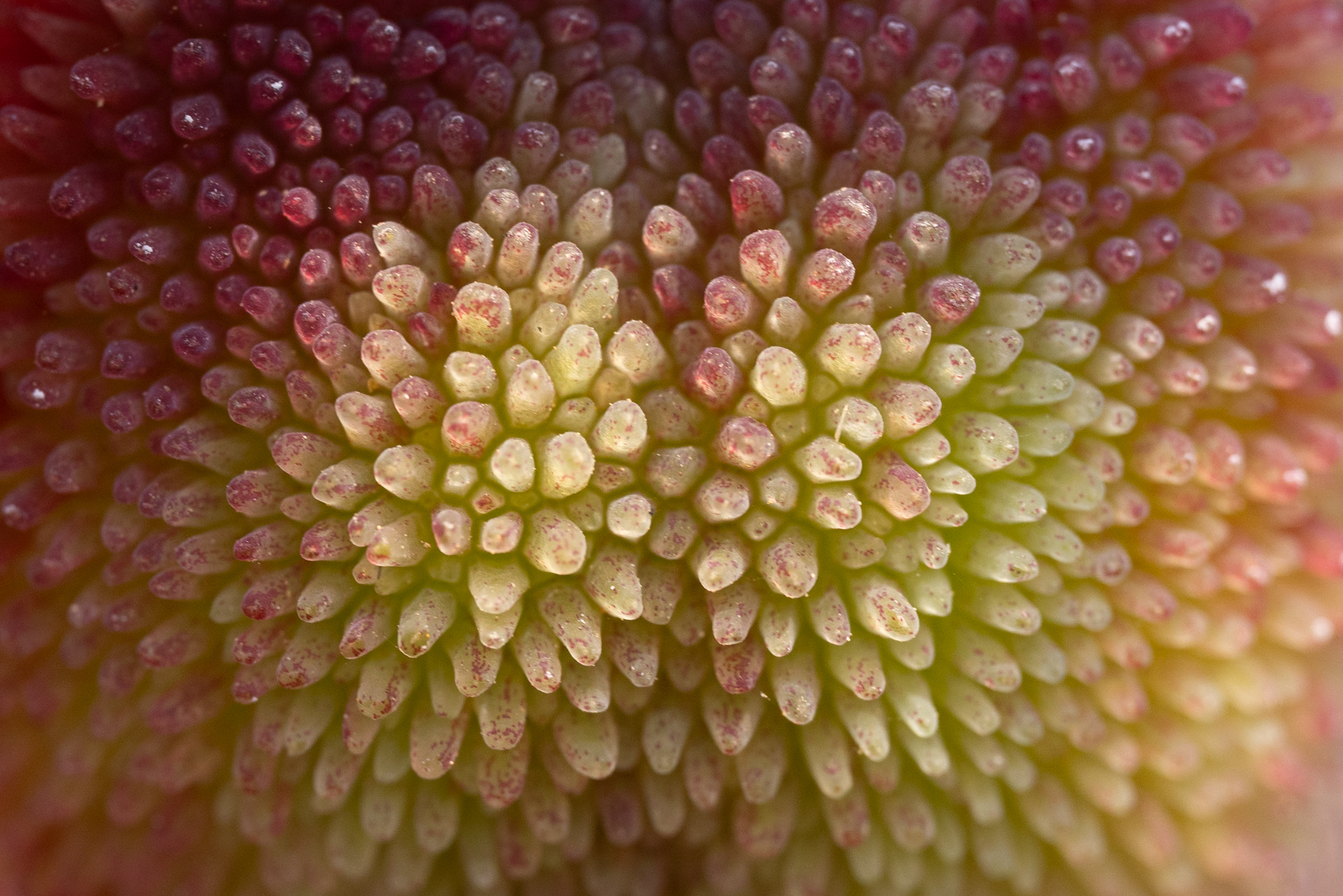 Extreme macro of a seed pod's intricate center
