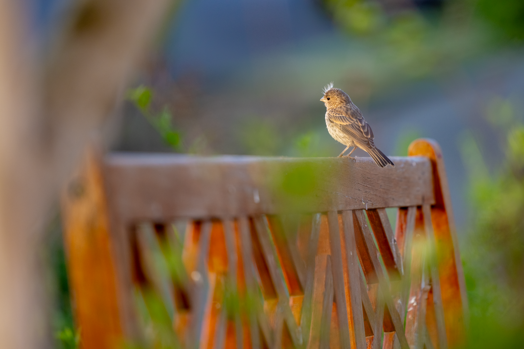 Small sparrow perched on a rusty iron fence in golden light