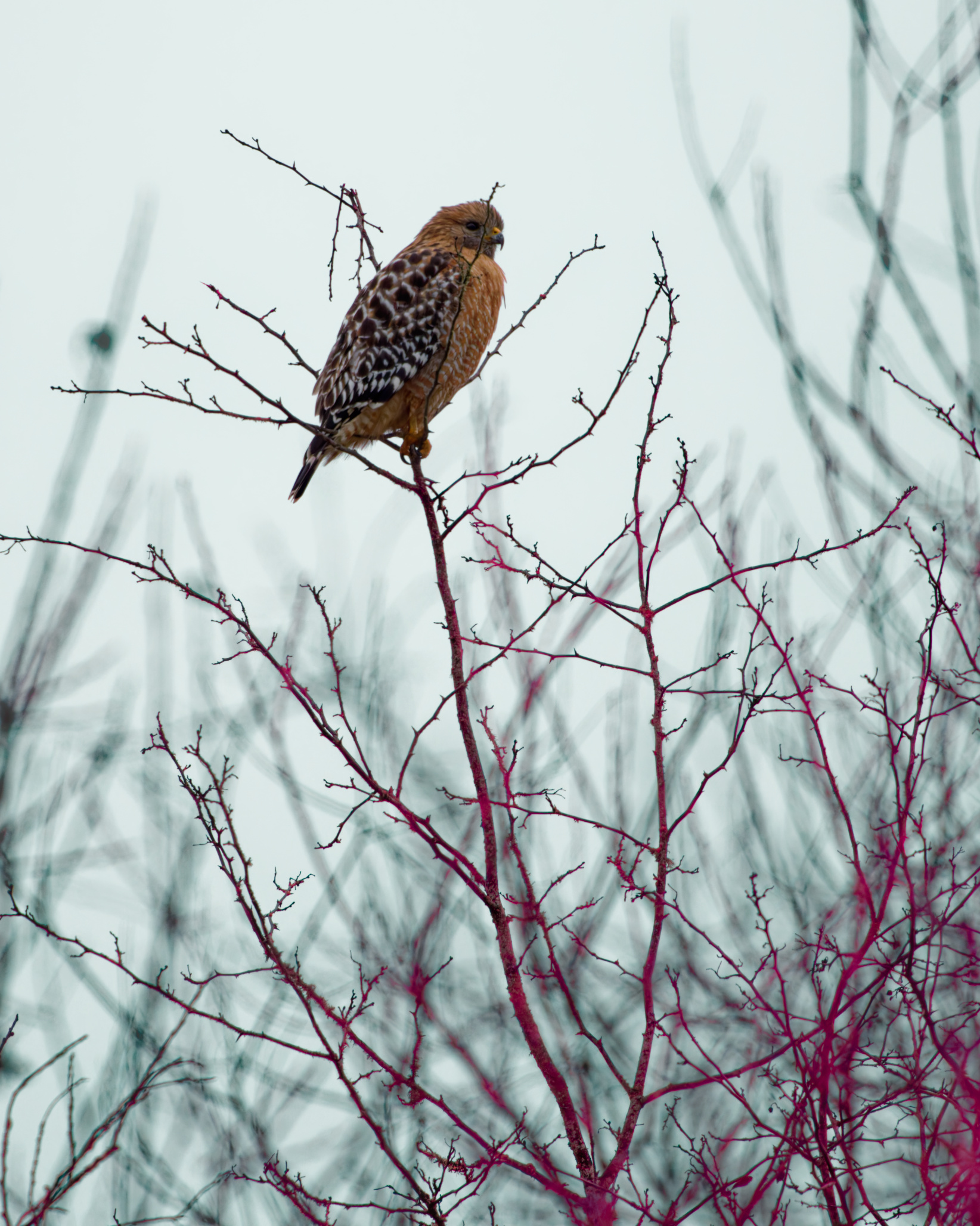 Red-shouldered hawk perched on bare branches against a winter sky