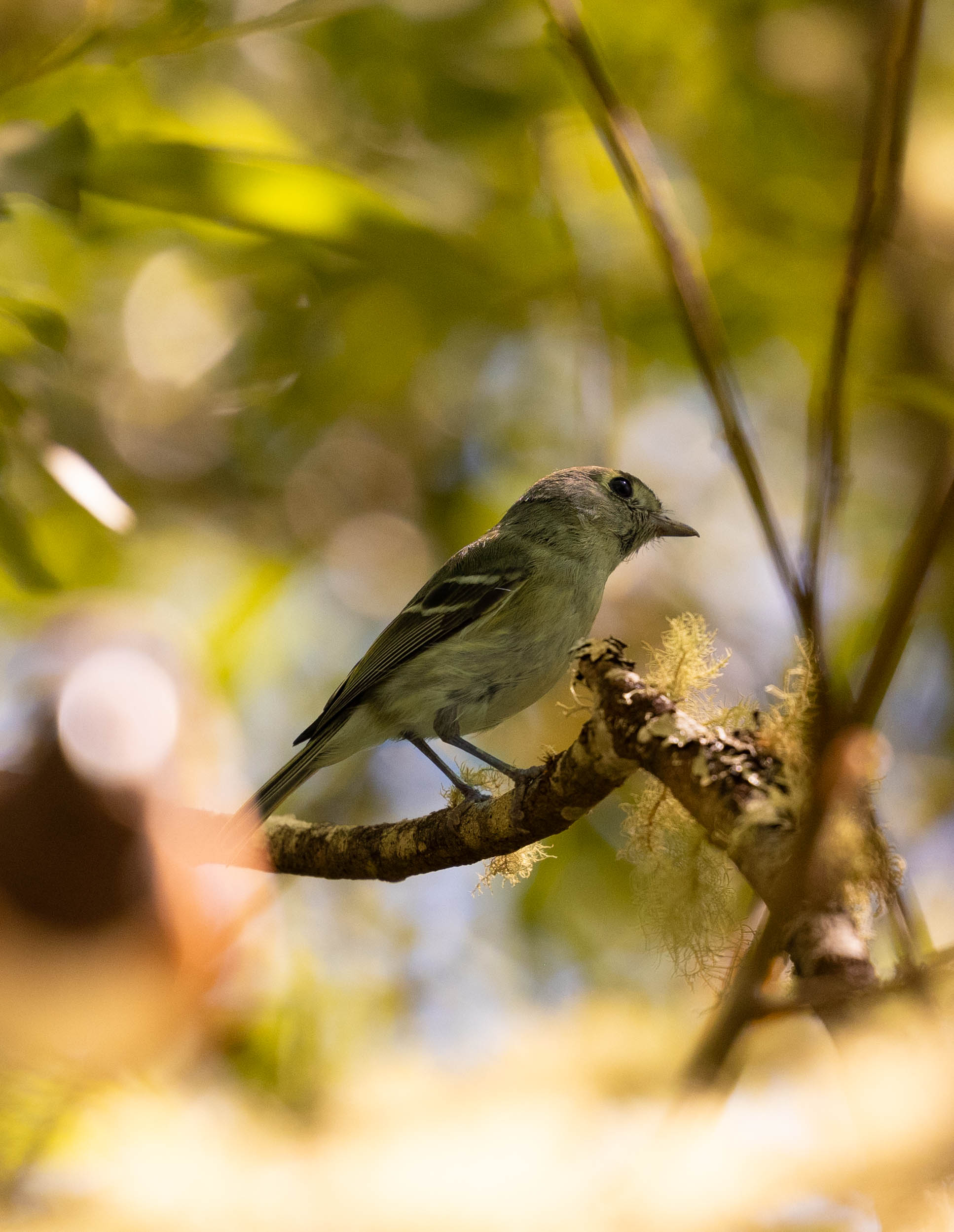 Small flycatcher perched in sun-dappled forest light