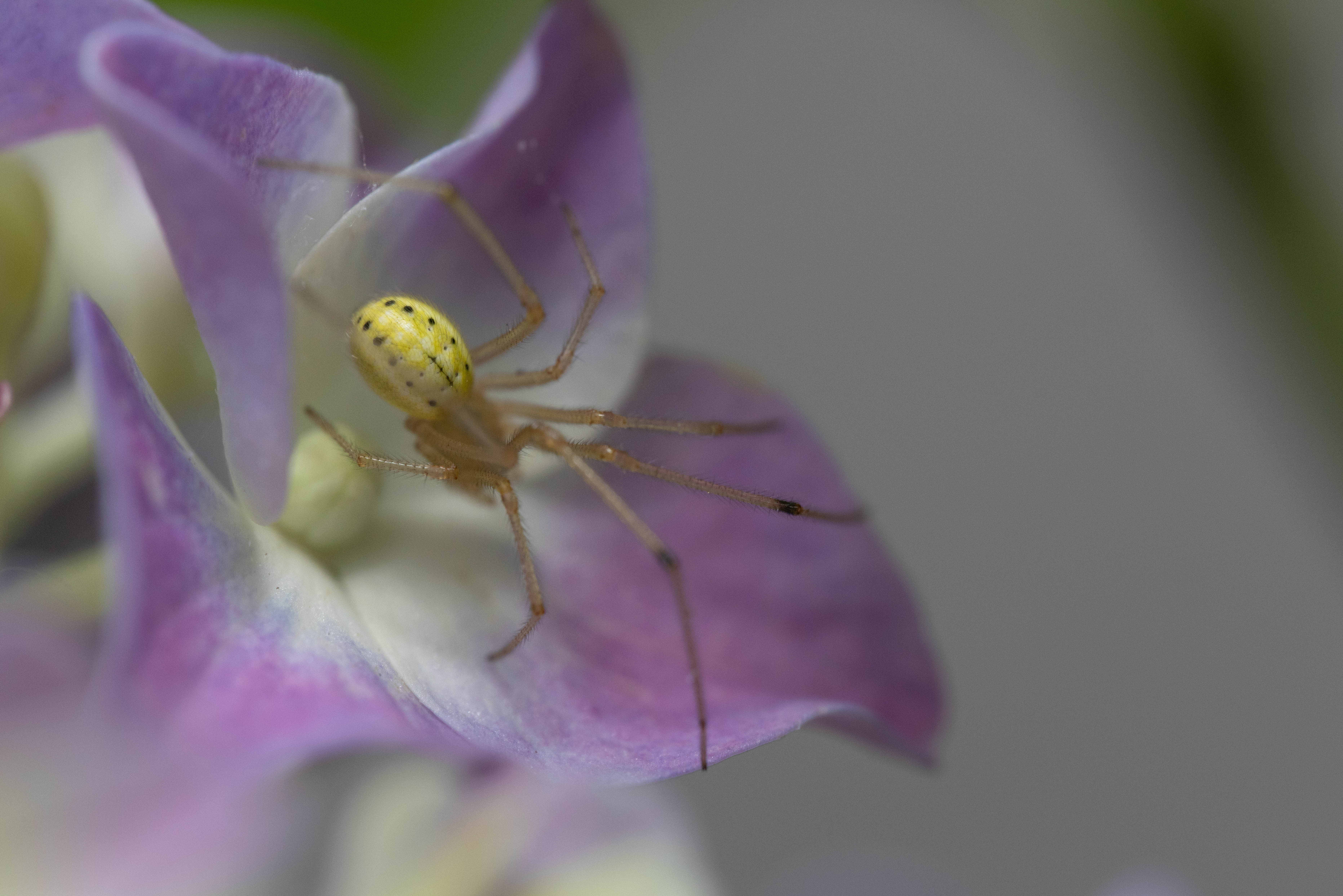 Yellow crab spider hidden inside a purple flower